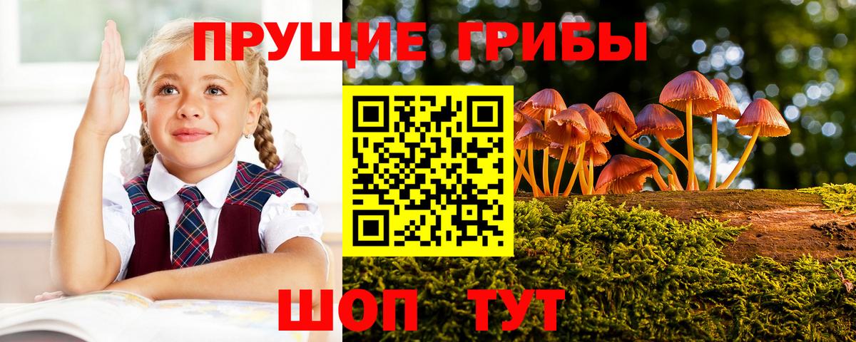 Псилоцибиновые грибы Cubensis Солнечногорск